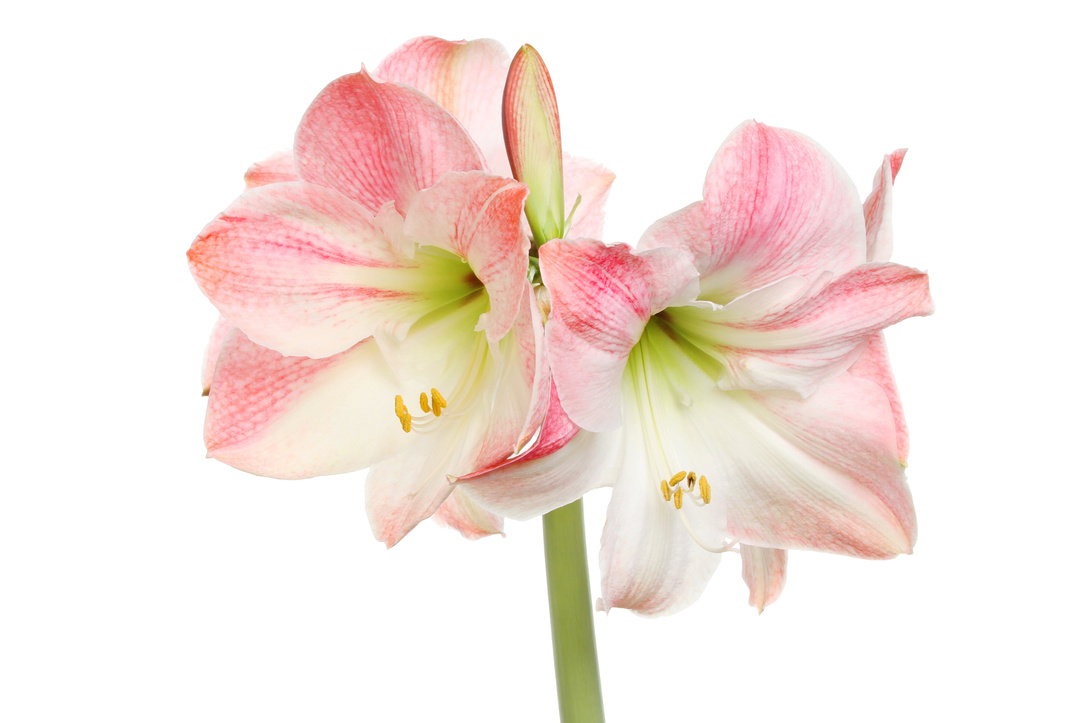 Amaryllis